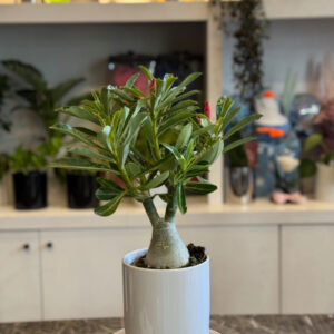 Το Αδένιο (Adenium obesum) – Η Έρημη Ροδιά