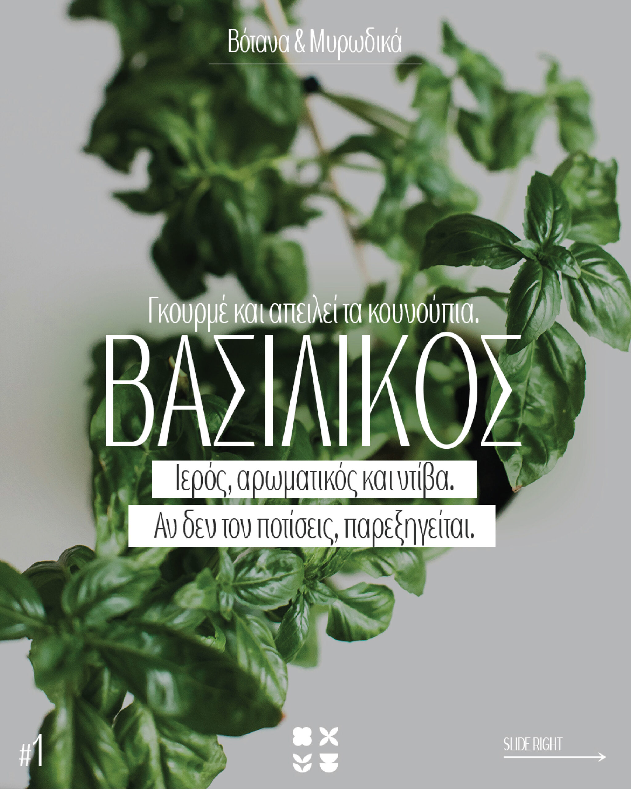 ΒΑΣΙΛΙΚΟΣ: Γκουρμέ και απειλεί τα κουνούπια!