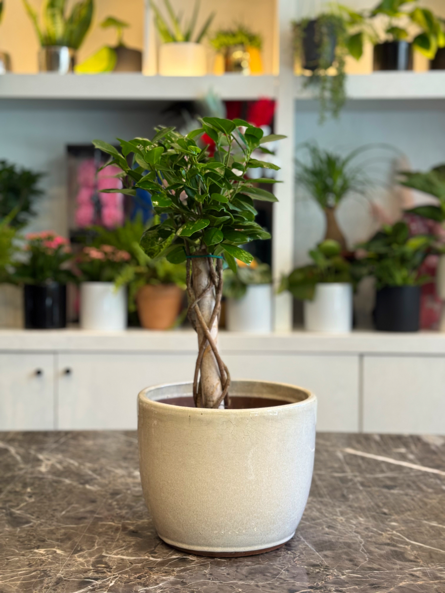 Ficus Moclame Bonsai