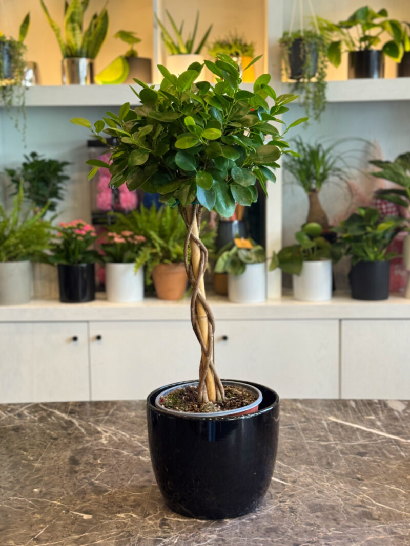 Ficus Moclame Bonsai – Κομψότητα και Ζεν Ατμόσφαιρα στο Σπίτι σας - Image 6