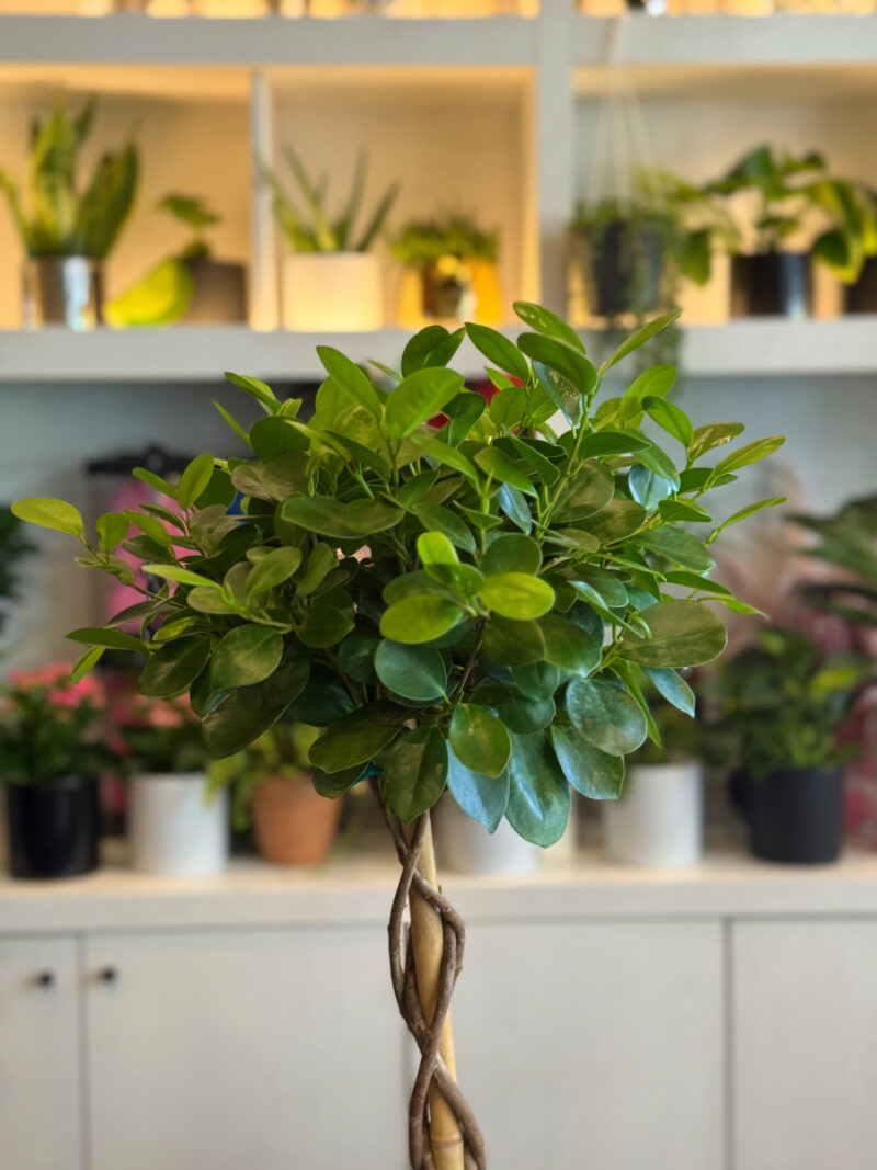Ficus Moclame Bonsai – Κομψότητα και Ζεν Ατμόσφαιρα στο Σπίτι σας - Image 7