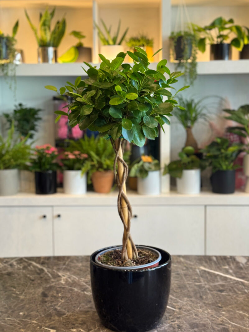 Ficus Moclame Bonsai – Κομψότητα και Ζεν Ατμόσφαιρα στο Σπίτι σας - Image 8