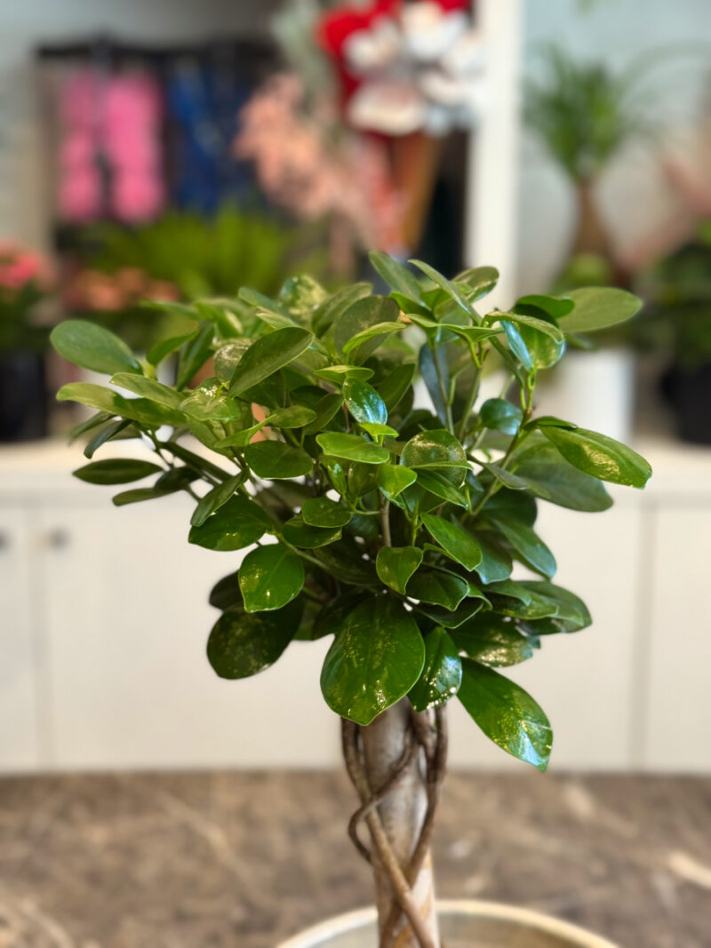 Ficus Moclame Bonsai – Κομψότητα και Ζεν Ατμόσφαιρα στο Σπίτι σας - Image 2