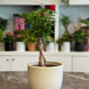 Ficus Moclame Bonsai – Κομψότητα και Ζεν Ατμόσφαιρα στο Σπίτι σας