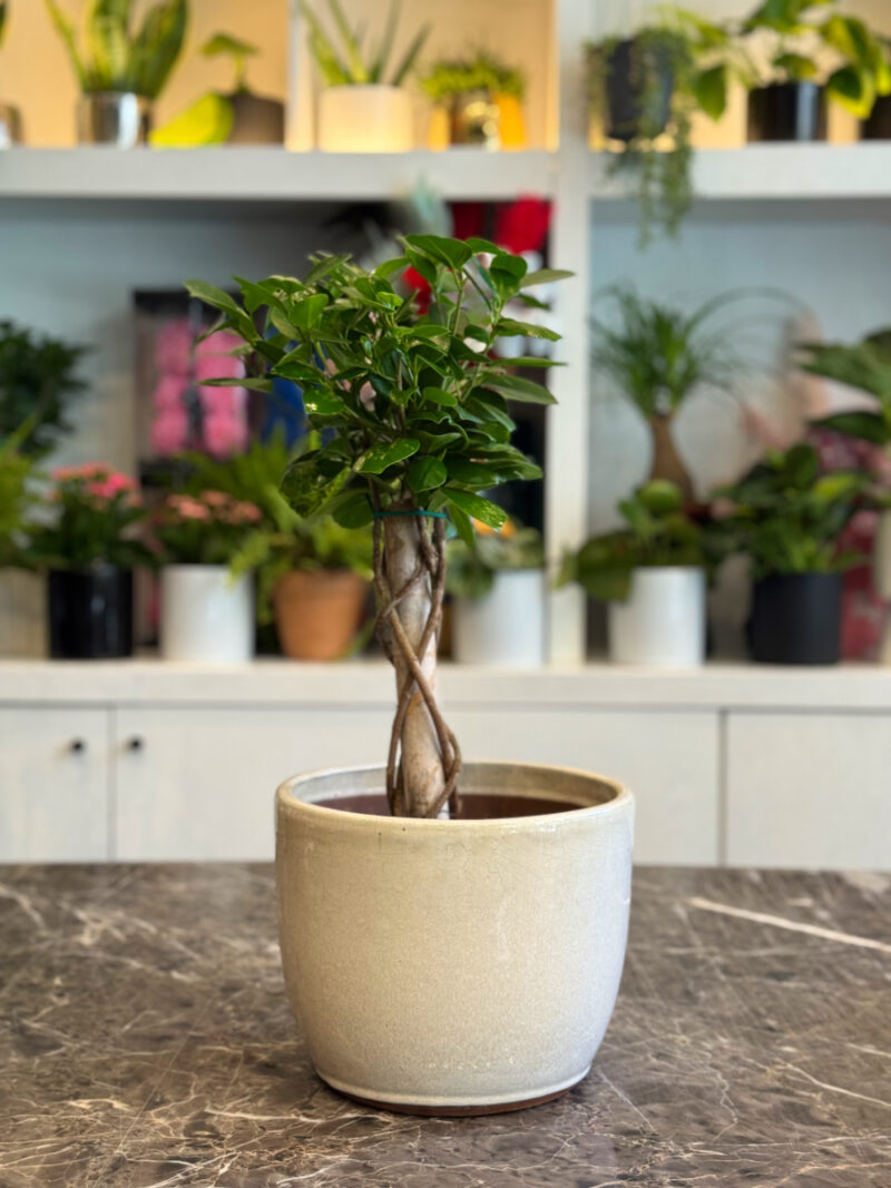 Ficus Moclame Bonsai – Κομψότητα και Ζεν Ατμόσφαιρα στο Σπίτι σας