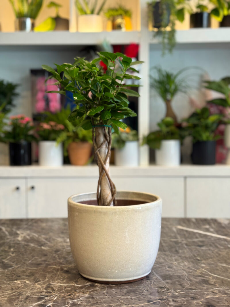 Ficus Moclame Bonsai – Κομψότητα και Ζεν Ατμόσφαιρα στο Σπίτι σας - Image 3