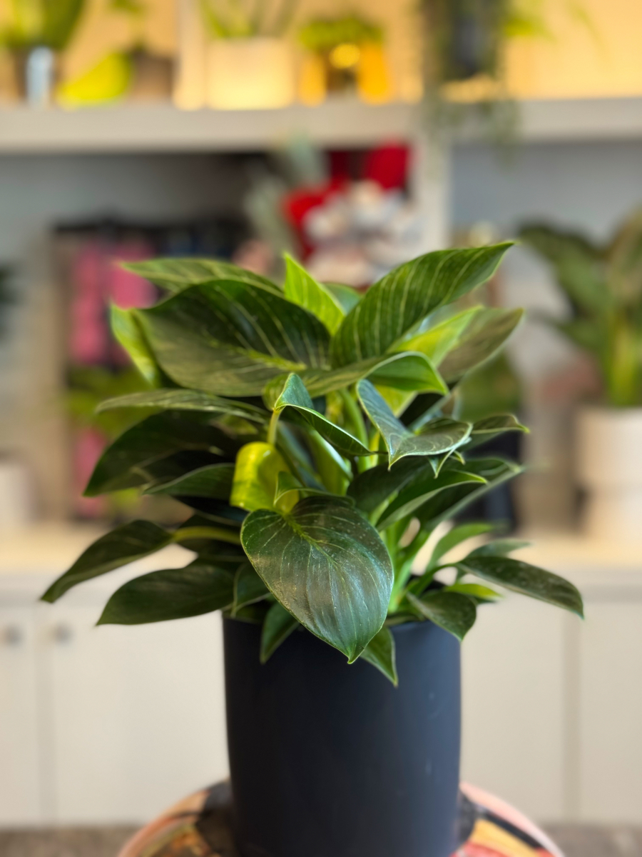 Philodendron Birkin – Το Μοντέρνο και Εντυπωσιακό Φυτό Εσωτερικού Χώρου - Image 6