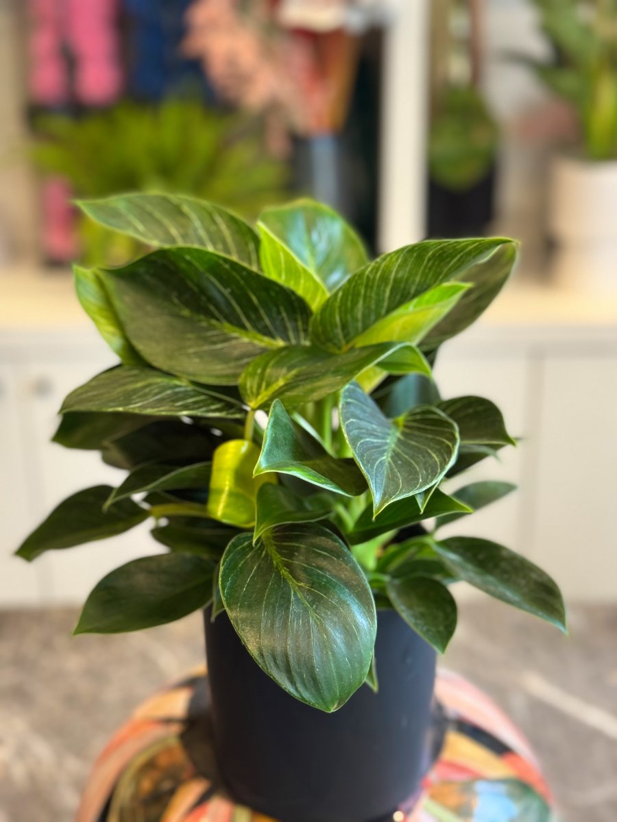 Philodendron Birkin – Το Μοντέρνο και Εντυπωσιακό Φυτό Εσωτερικού Χώρου - Image 8