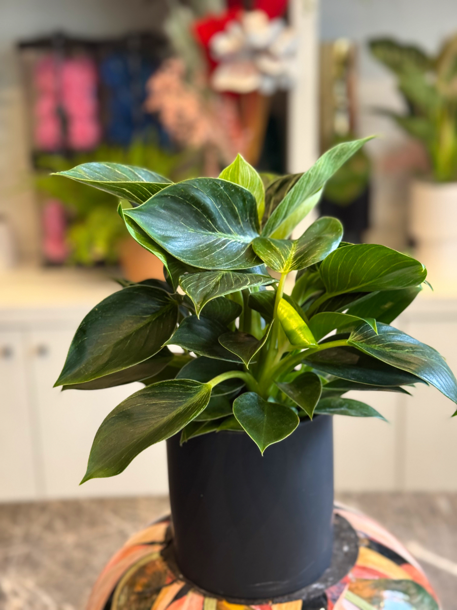 Philodendron Birkin – Το Μοντέρνο και Εντυπωσιακό Φυτό Εσωτερικού Χώρου - Image 9