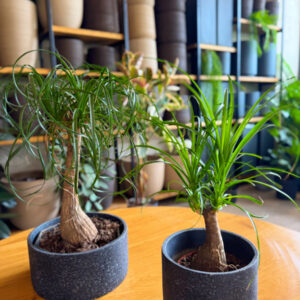 Alternative view of Μπουκαρνέα (Beaucarnea recurvata / Ponytail Palm) – Το Δέντρο με την Αλογοουρά