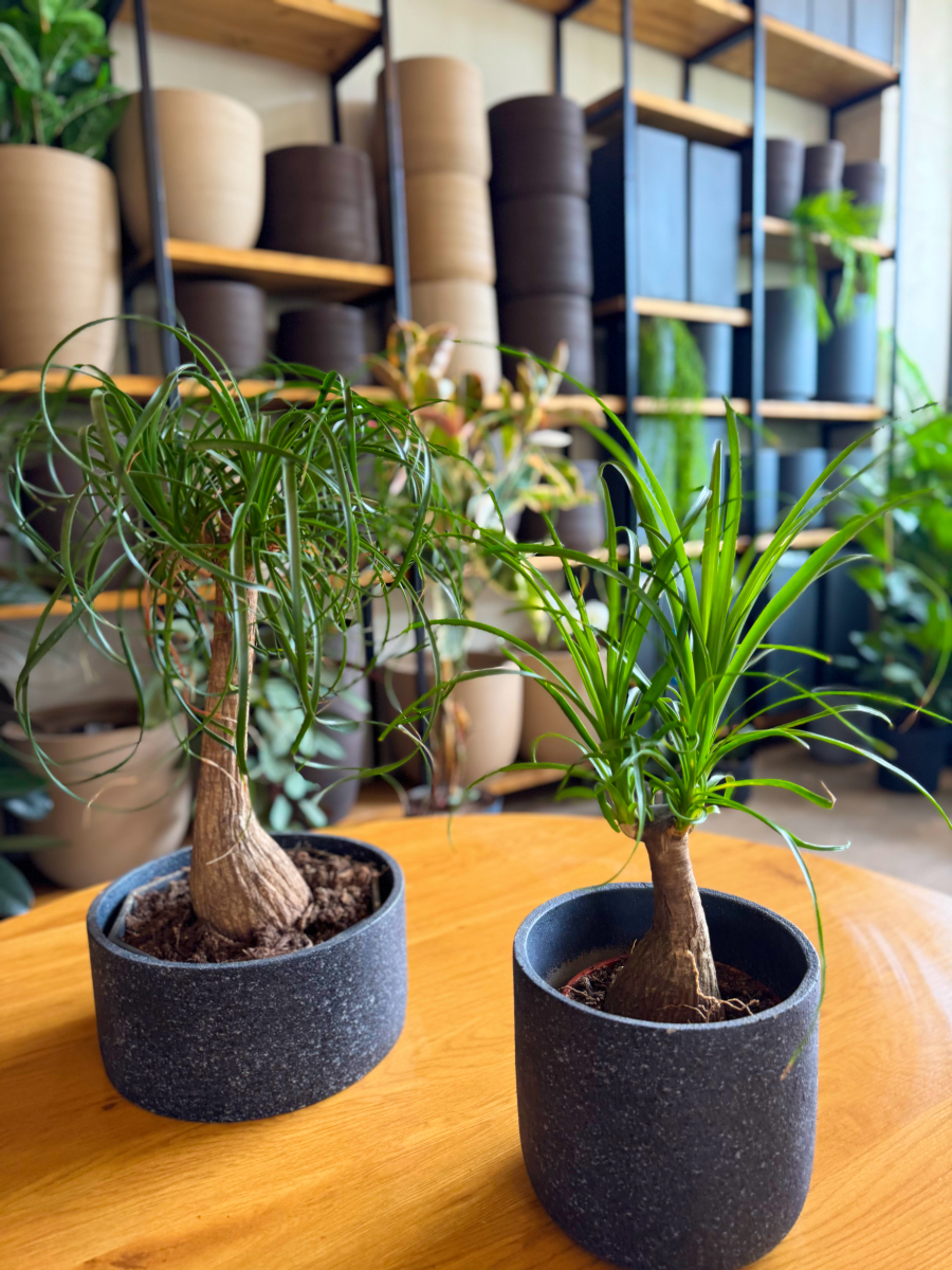 Μπουκαρνέα (Beaucarnea recurvata / Ponytail Palm) – Το Δέντρο με την Αλογοουρά - Image 2