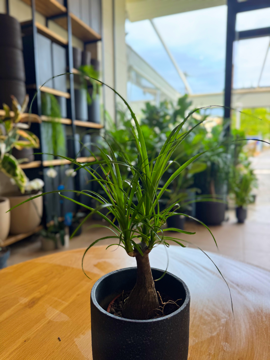 Μπουκαρνέα (Beaucarnea recurvata / Ponytail Palm) – Το Δέντρο με την Αλογοουρά - Image 8