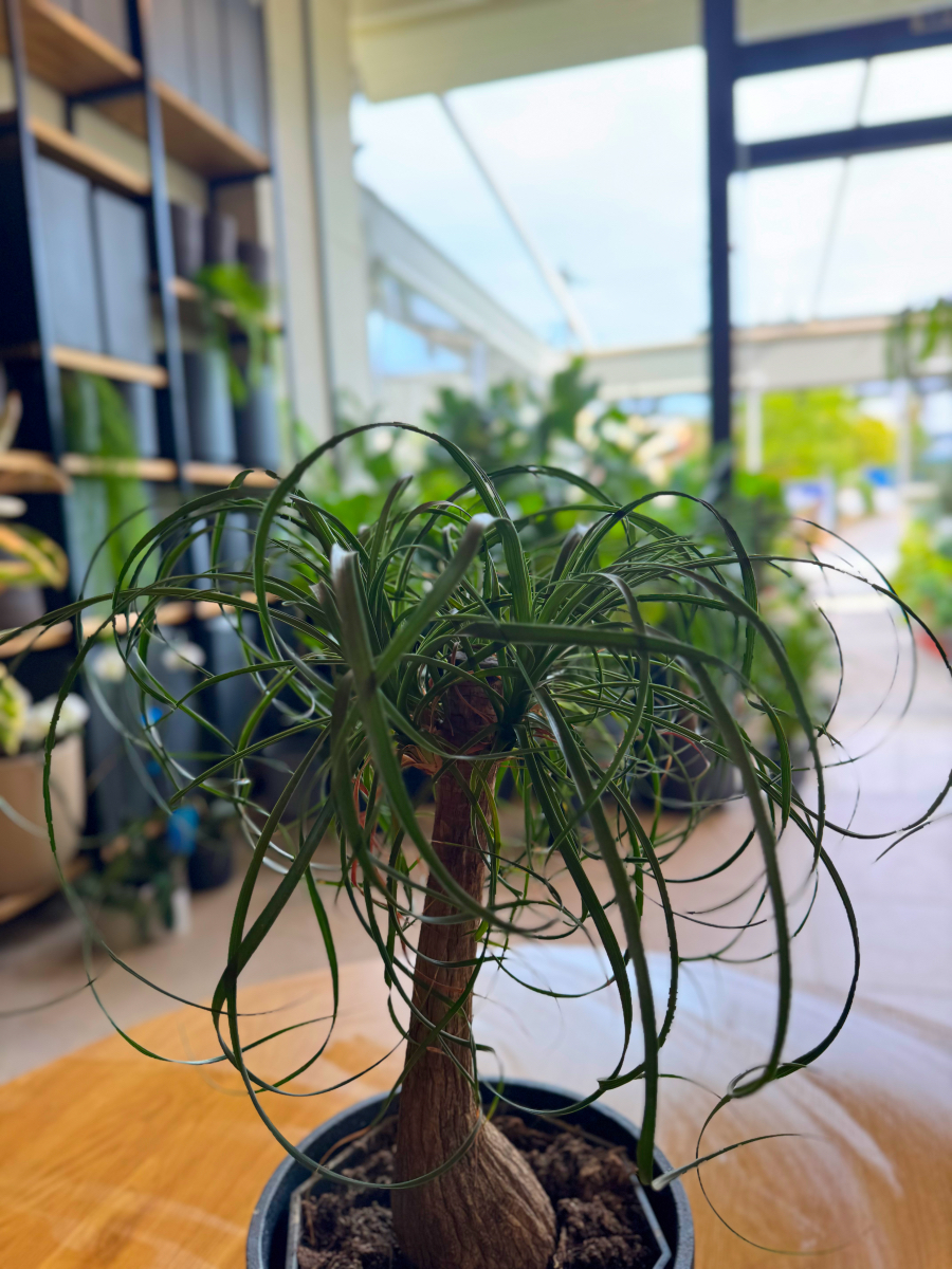 Μπουκαρνέα (Beaucarnea recurvata / Ponytail Palm) – Το Δέντρο με την Αλογοουρά - Image 7