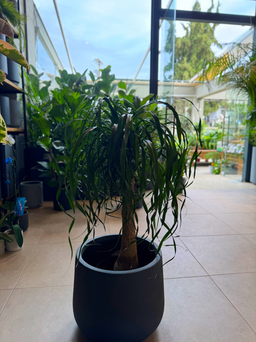 Μπουκαρνέα (Beaucarnea recurvata / Ponytail Palm) – Το Δέντρο με την Αλογοουρά - Image 5