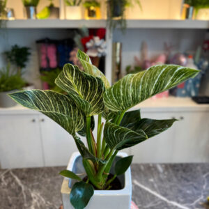 Alternative view of Philodendron Birkin – Το Μοντέρνο και Εντυπωσιακό Φυτό Εσωτερικού Χώρου