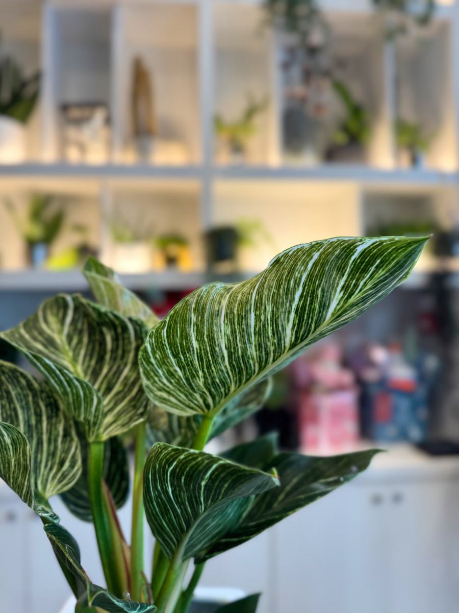 Philodendron Birkin – Το Μοντέρνο και Εντυπωσιακό Φυτό Εσωτερικού Χώρου - Image 3