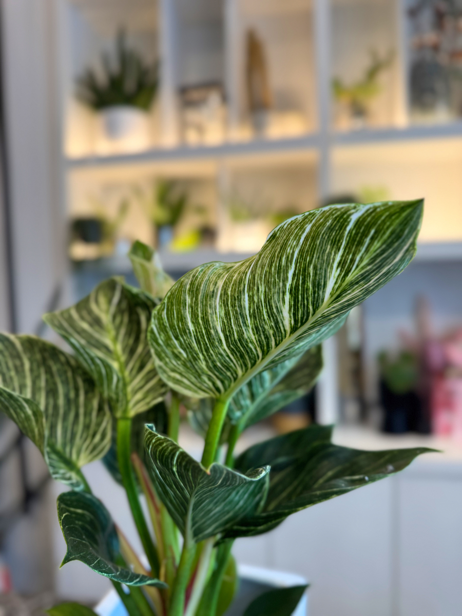 Philodendron Birkin – Το Μοντέρνο και Εντυπωσιακό Φυτό Εσωτερικού Χώρου - Image 4