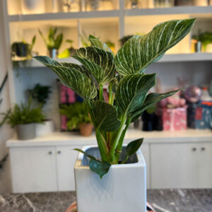 Philodendron Birkin – Το Μοντέρνο και Εντυπωσιακό Φυτό Εσωτερικού Χώρου