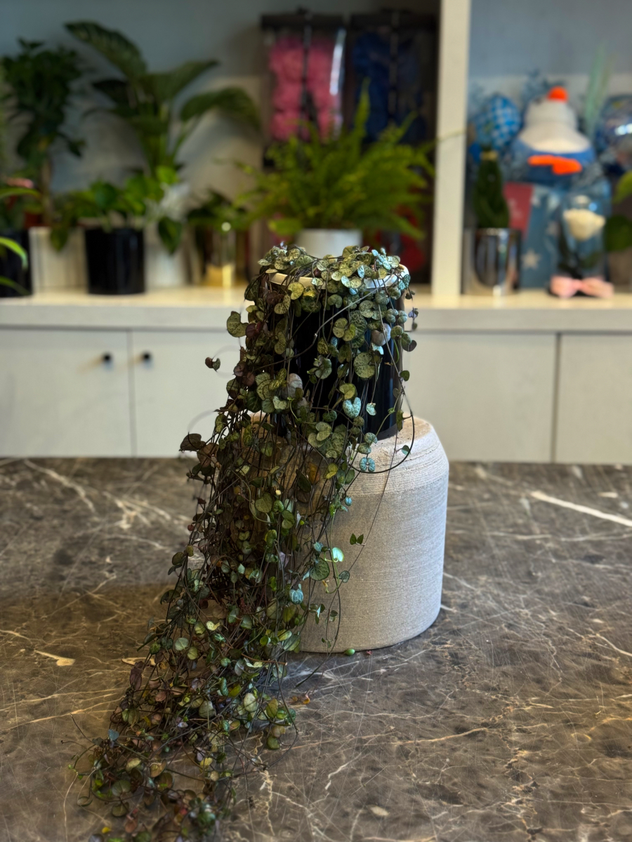 Κηροπηγή - String of Hearts - Ceropegia woodii - Image 2