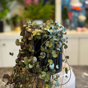 Κηροπηγή - String of Hearts - Ceropegia woodii