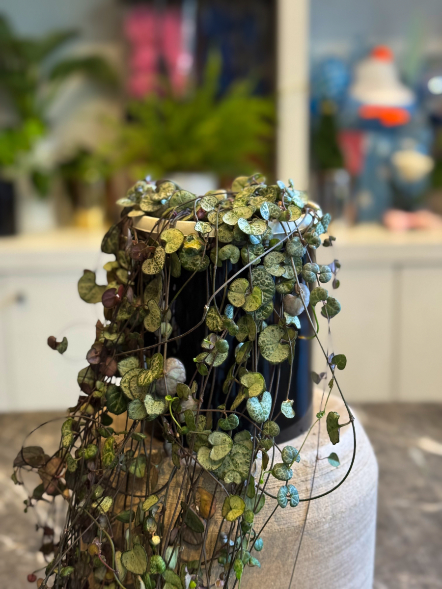 Κηροπηγή - String of Hearts - Ceropegia woodii