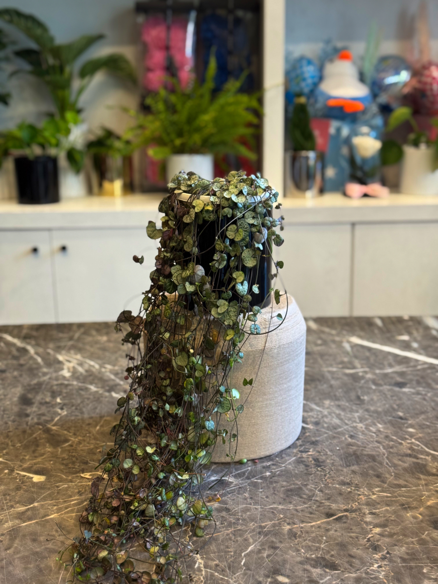 Κηροπηγή - String of Hearts - Ceropegia woodii - Image 5