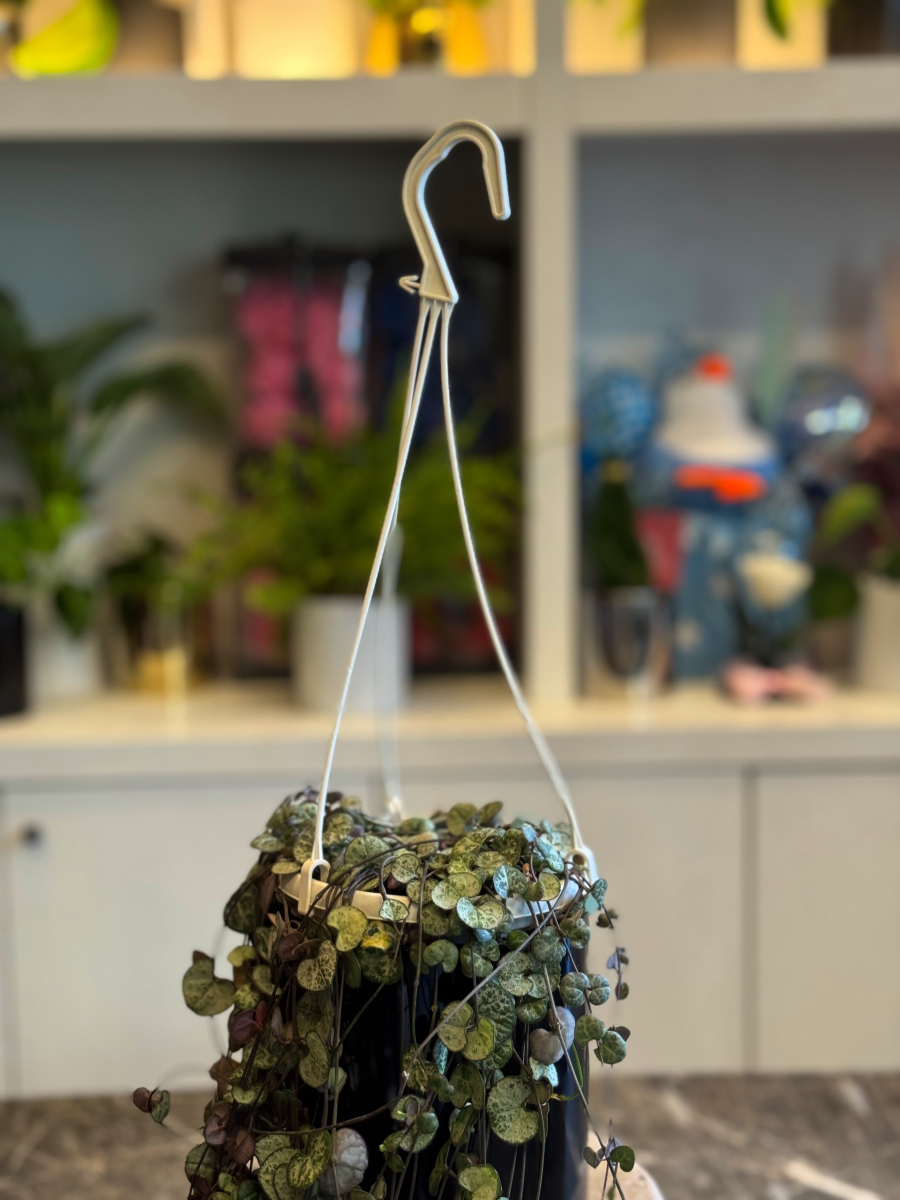 Κηροπηγή - String of Hearts - Ceropegia woodii - Image 7