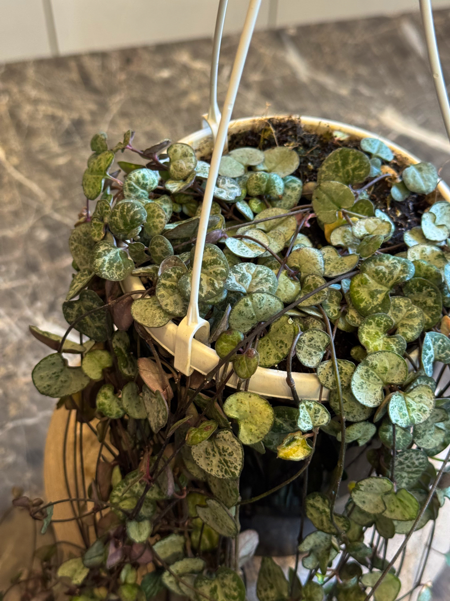 Κηροπηγή - String of Hearts - Ceropegia woodii - Image 8