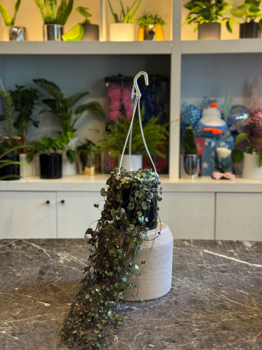 Κηροπηγή - String of Hearts - Ceropegia woodii - Image 9