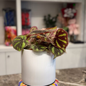 Μπιγκόνια - Begonia masoniana