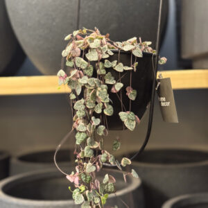 Alternative view of Κηροπηγή - String of Hearts - Ceropegia woodii
