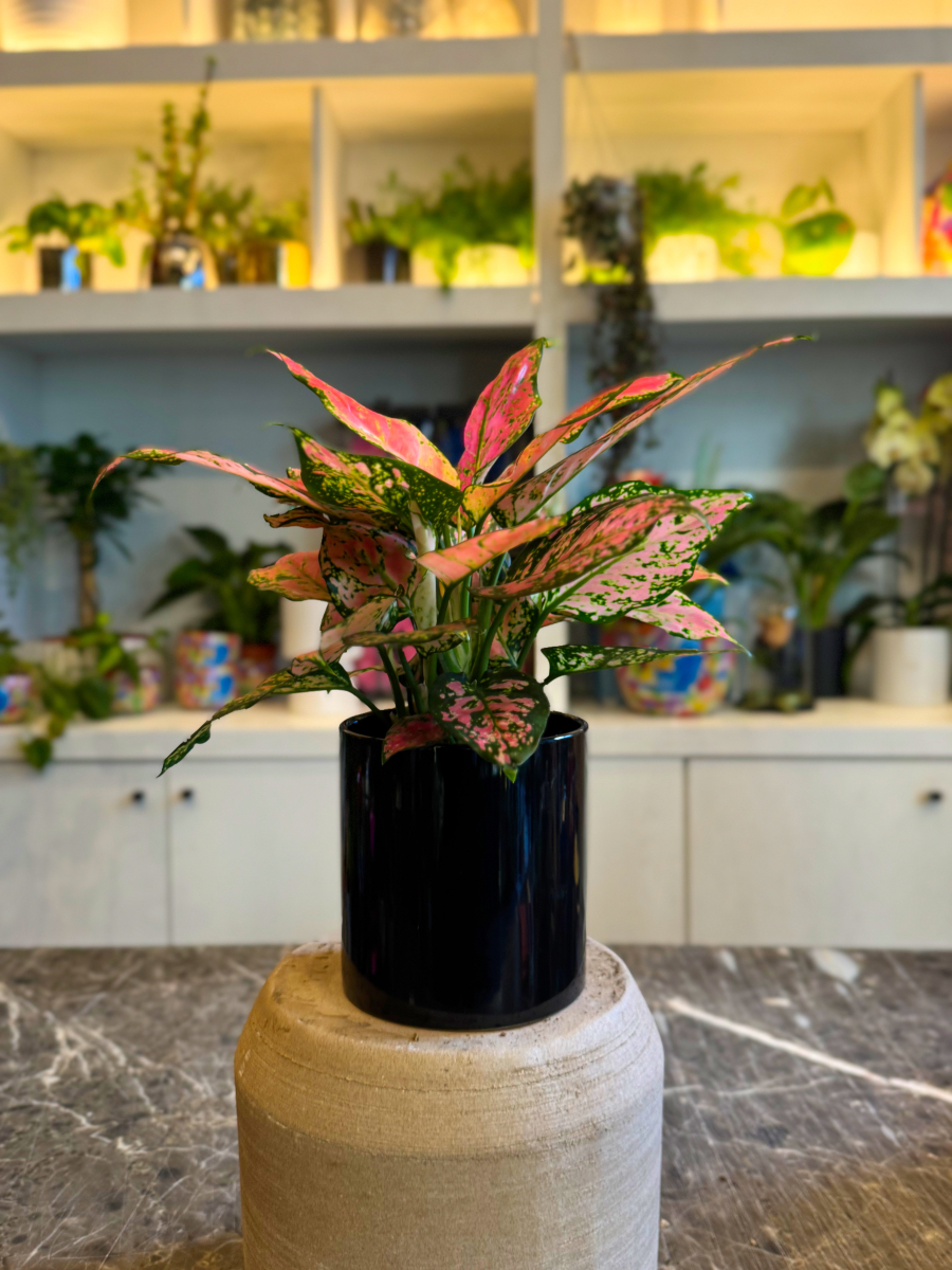 Αγλαόνημα – Κομψό και Ανθεκτικό Φυτό Εσωτερικού Χώρου - Image 4