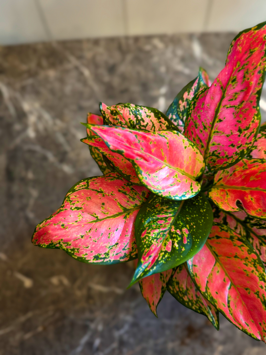 Αγλαόνημα – Κομψό και Ανθεκτικό Φυτό Εσωτερικού Χώρου - Image 6