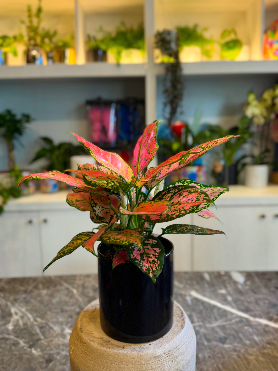 Αγλαόνημα – Κομψό και Ανθεκτικό Φυτό Εσωτερικού Χώρου - Image 7