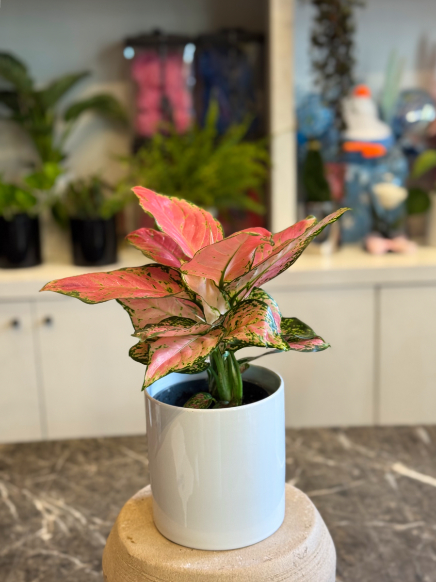 Αγλαόνημα – Κομψό και Ανθεκτικό Φυτό Εσωτερικού Χώρου - Image 2