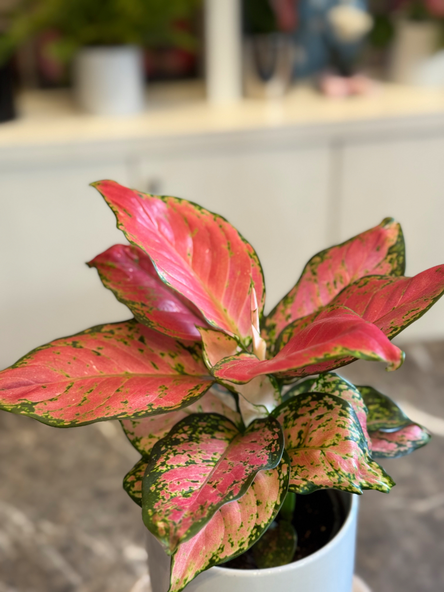 Αγλαόνημα – Κομψό και Ανθεκτικό Φυτό Εσωτερικού Χώρου - Image 3