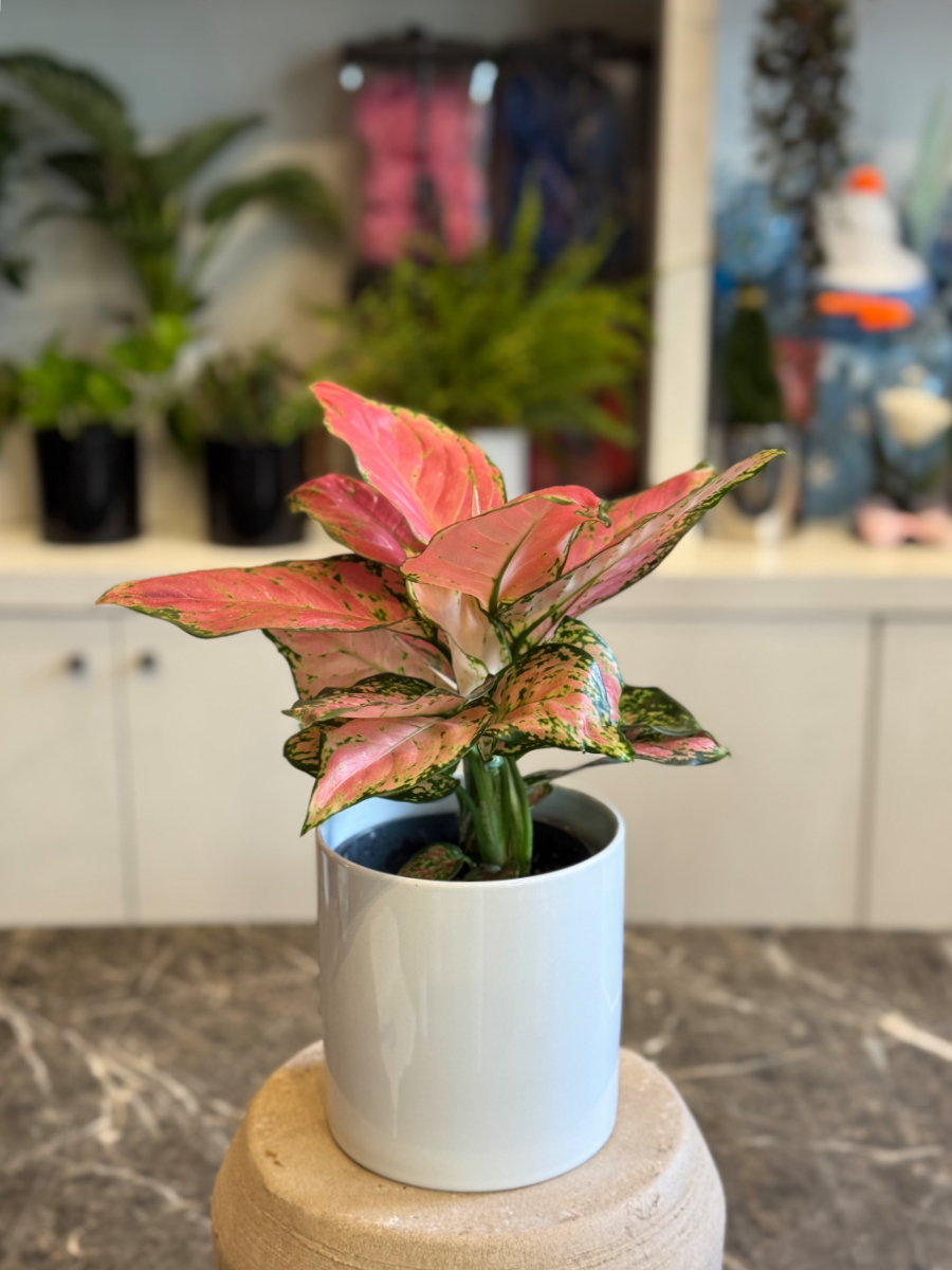 Αγλαόνημα – Κομψό και Ανθεκτικό Φυτό Εσωτερικού Χώρου