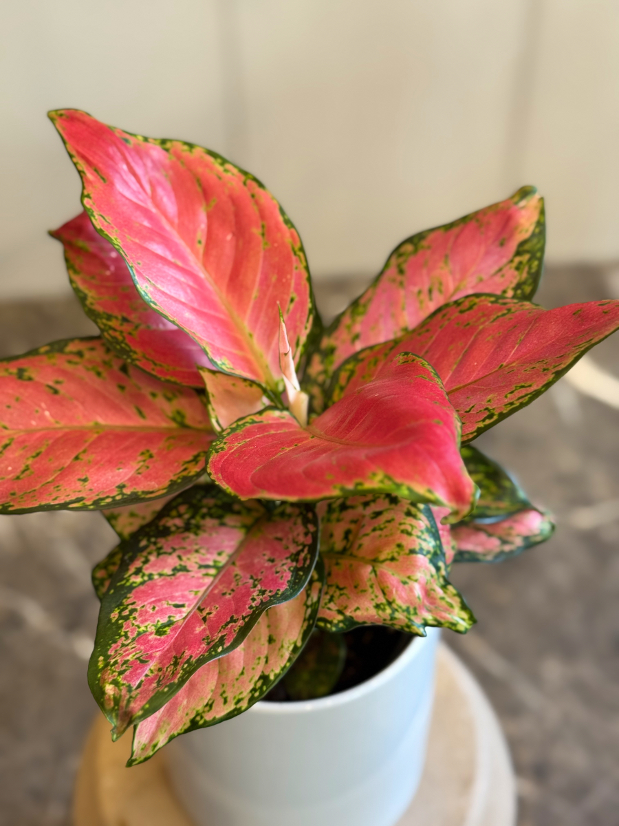 Αγλαόνημα – Κομψό και Ανθεκτικό Φυτό Εσωτερικού Χώρου - Image 5