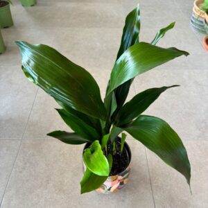 Alternative view of Ασπιδίστρα - Aspidistra elatior