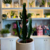 Ευφόρβια (Euphorbia trigona / African Milk Tree) – Εντυπωσιακό και Ανθεκτικό Παχύφυτο