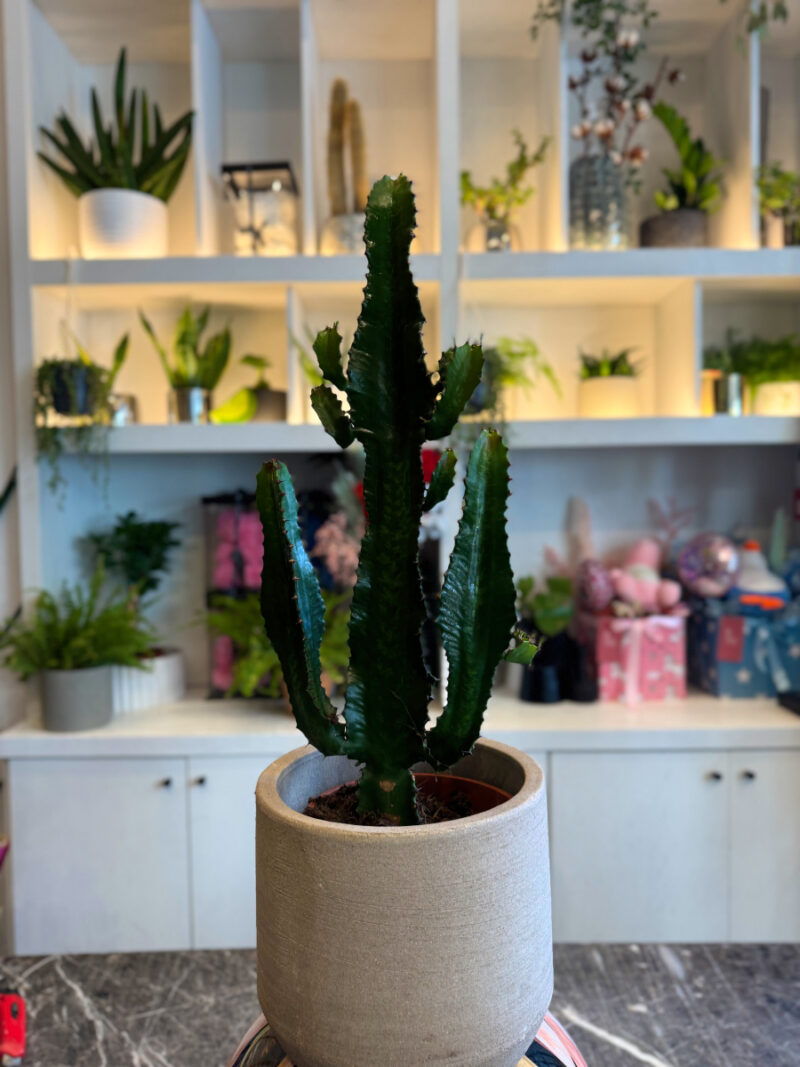 Ευφόρβια (Euphorbia trigona / African Milk Tree) – Εντυπωσιακό και Ανθεκτικό Παχύφυτο