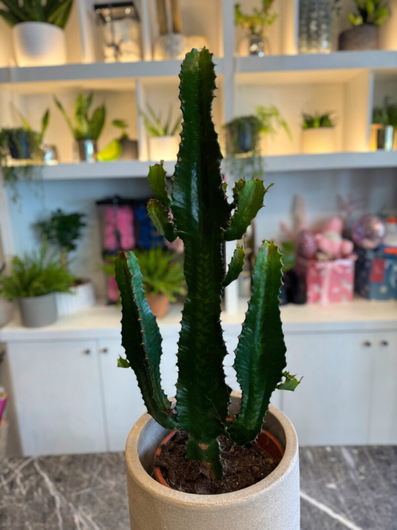 Ευφόρβια (Euphorbia trigona / African Milk Tree) – Εντυπωσιακό και Ανθεκτικό Παχύφυτο - Image 4