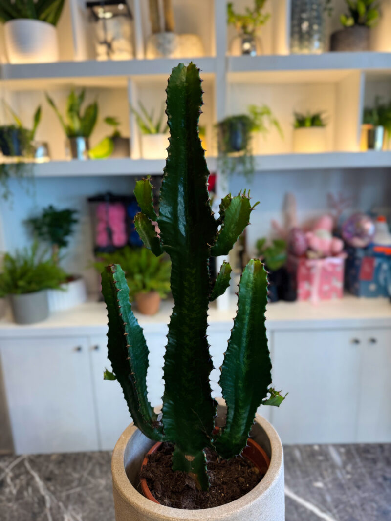 Ευφόρβια (Euphorbia trigona / African Milk Tree) – Εντυπωσιακό και Ανθεκτικό Παχύφυτο - Image 5