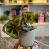 Μπιγκόνια - Begonia masoniana