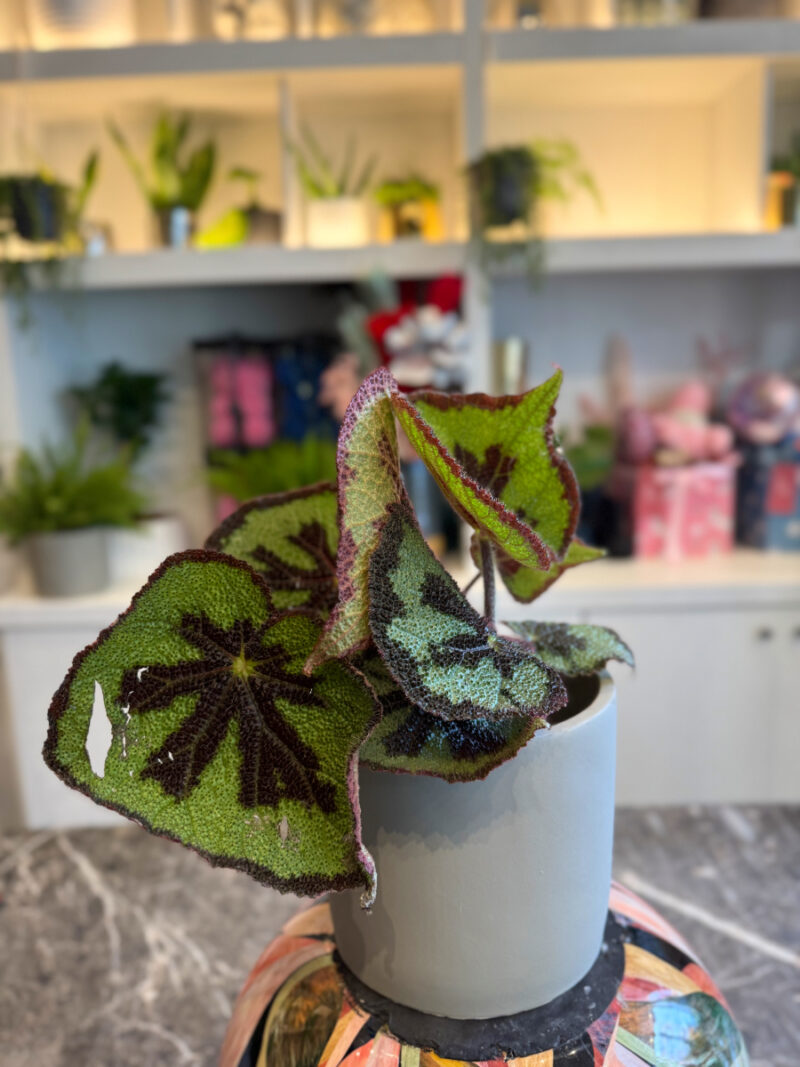 Μπιγκόνια - Begonia masoniana - Image 3