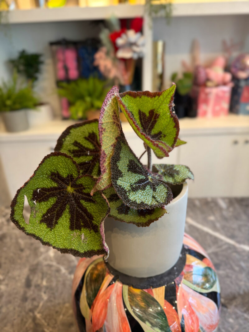 Μπιγκόνια - Begonia masoniana - Image 4