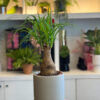Μπουκαρνέα (Beaucarnea recurvata / Ponytail Palm) – Το Δέντρο με την Αλογοουρά
