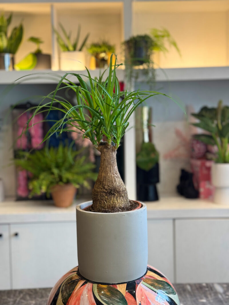 Μπουκαρνέα (Beaucarnea recurvata / Ponytail Palm) – Το Δέντρο με την Αλογοουρά