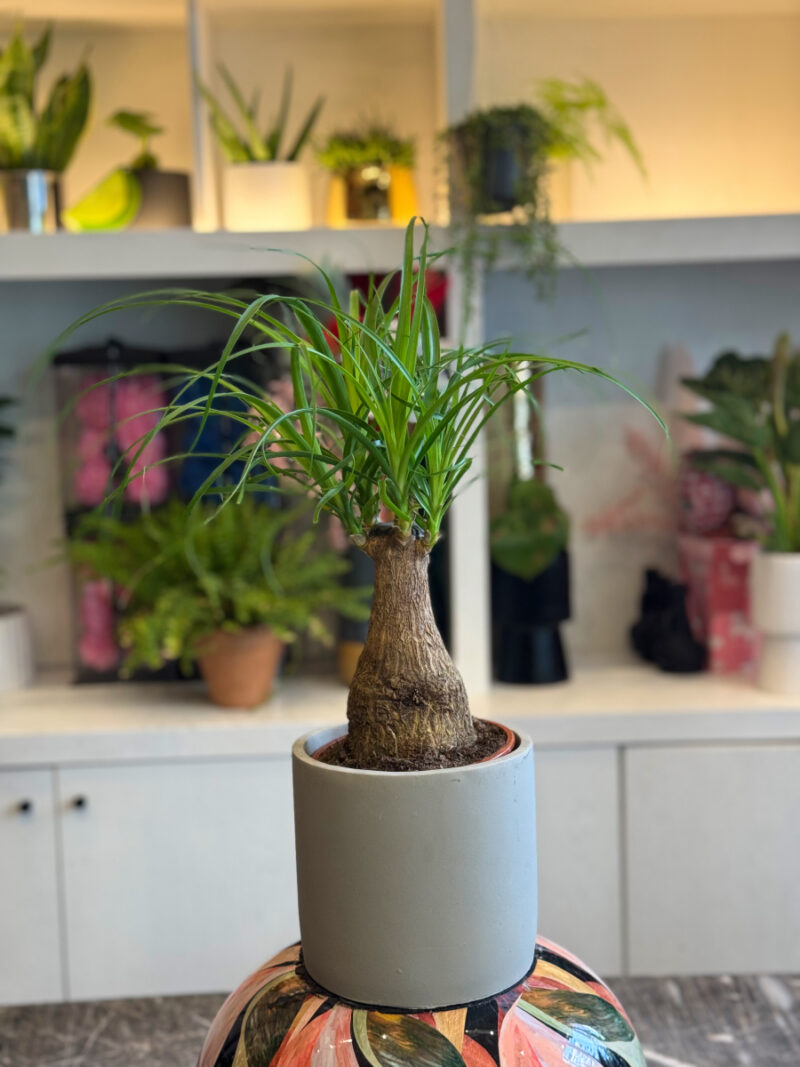 Μπουκαρνέα (Beaucarnea recurvata / Ponytail Palm) – Το Δέντρο με την Αλογοουρά - Image 3