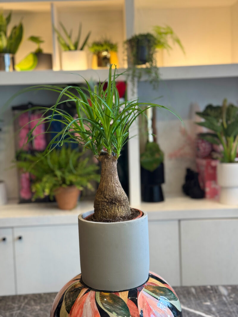 Μπουκαρνέα (Beaucarnea recurvata / Ponytail Palm) – Το Δέντρο με την Αλογοουρά - Image 4